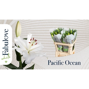 LI OR PACIFIC OCEAN