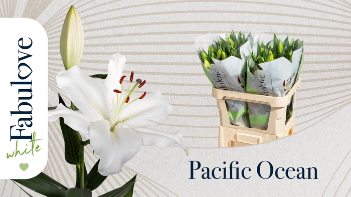 <h4>LI OR PACIFIC OCEAN</h4>