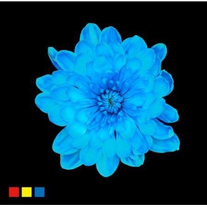 Chr T Altaj Light Blue