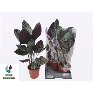 Calathea sanderiana