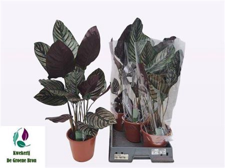 <h4>Calathea sanderiana</h4>
