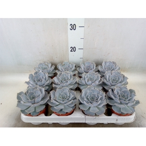 Echeveria lilacina