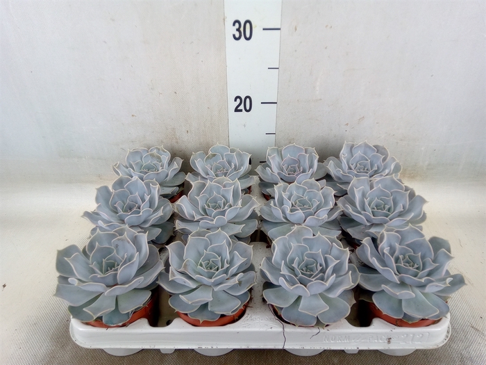 <h4>Echeveria lilacina</h4>
