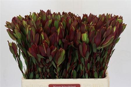 <h4>Leucad Senorita</h4>