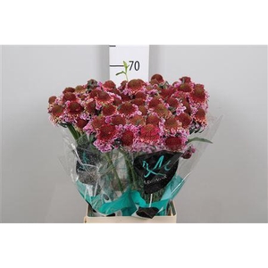 Scab At F Bicolor Pink Scoop