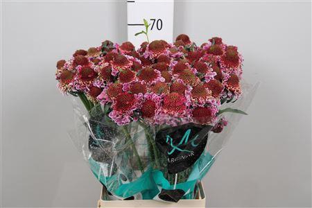 <h4>Scab At F Bicolor Pink Scoop</h4>