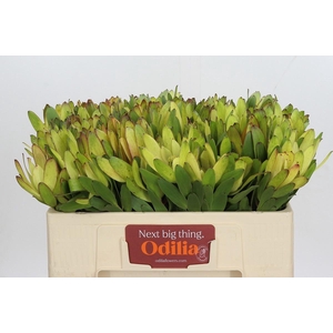 LEUCAD SAF GOLDSTRIK