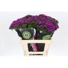 Dianthus Br Amazon Neon Purple