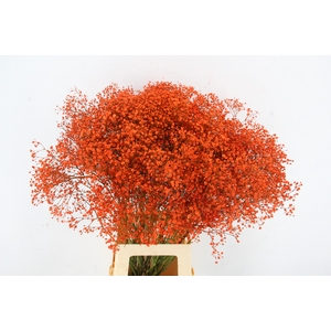 GYPS KLB DISCOVERY ORANGE