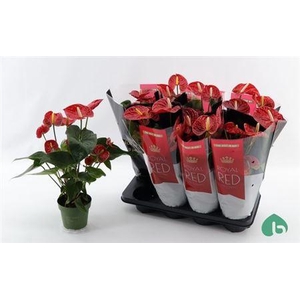 Anthu An Madural 5-6+