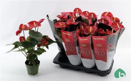 <h4>Anthu An Madural 5-6+</h4>