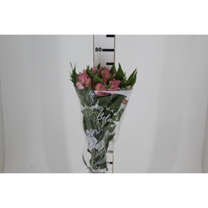 ALSTROEMERIA DUBAI 080 CM