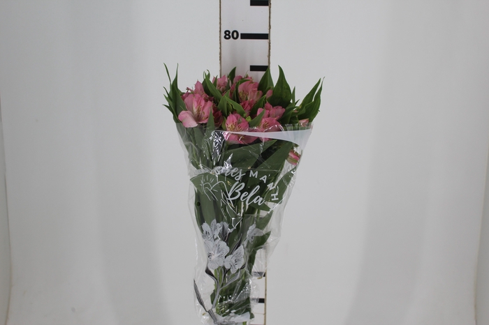 <h4>ALSTROEMERIA DUBAI 080 CM</h4>