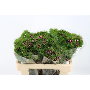 Di Barb Breanthus Roi Bicolor Red White