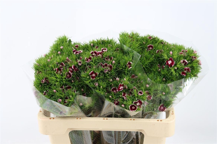 <h4>Di Barb Breanthus Roi Bicolor Red White</h4>