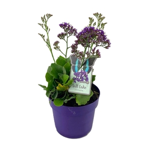 Limonium salt lake