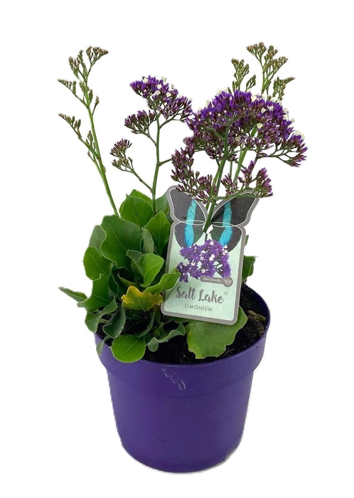 <h4>Limonium salt lake</h4>