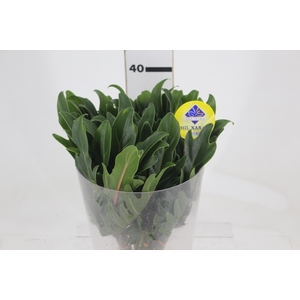 FOLHAGEM XANADU 040 CM