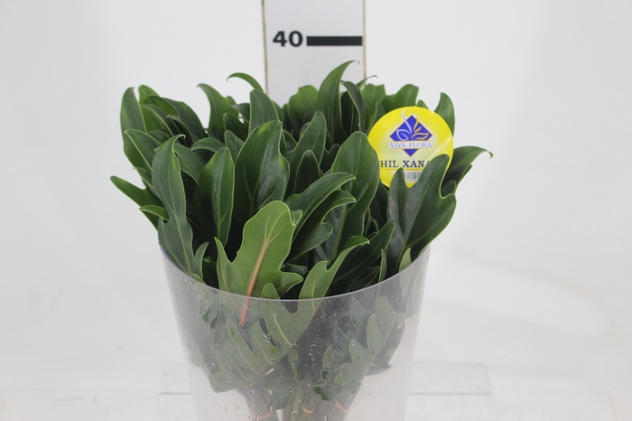 <h4>FOLHAGEM XANADU 040 CM</h4>