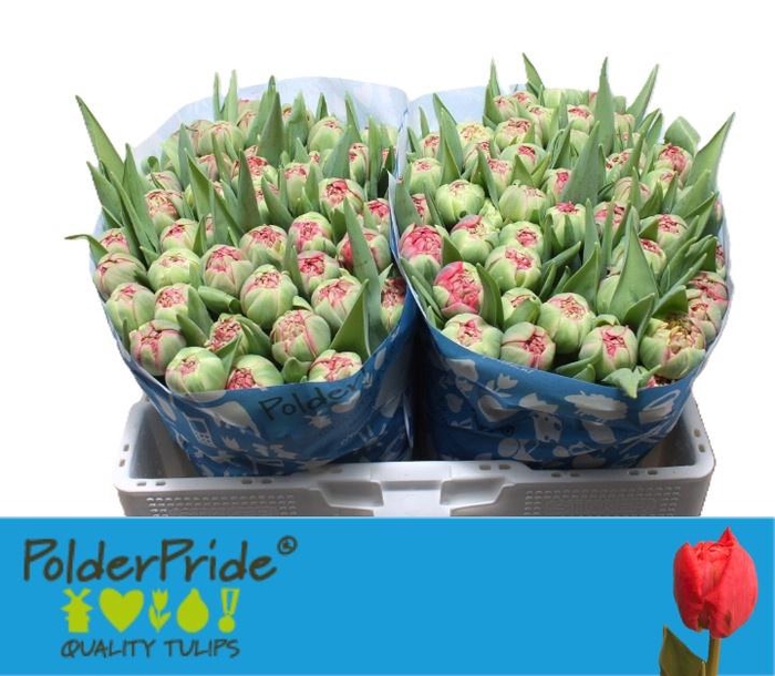 <h4>TU DU ERNST STAR</h4>