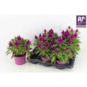 CEL DEEP PURPLE
