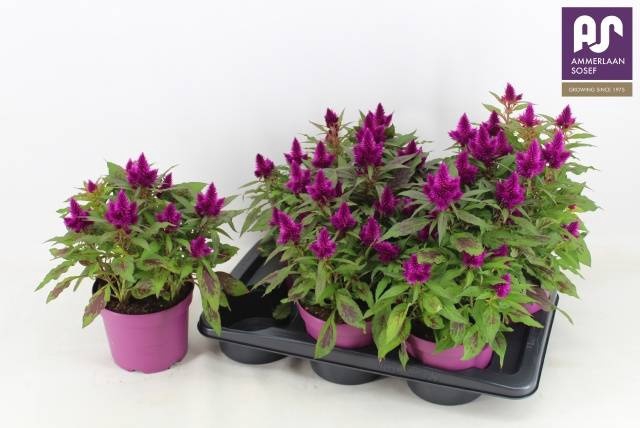 <h4>CEL DEEP PURPLE</h4>