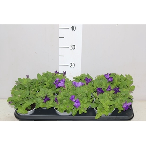 Petunia Giant Blue