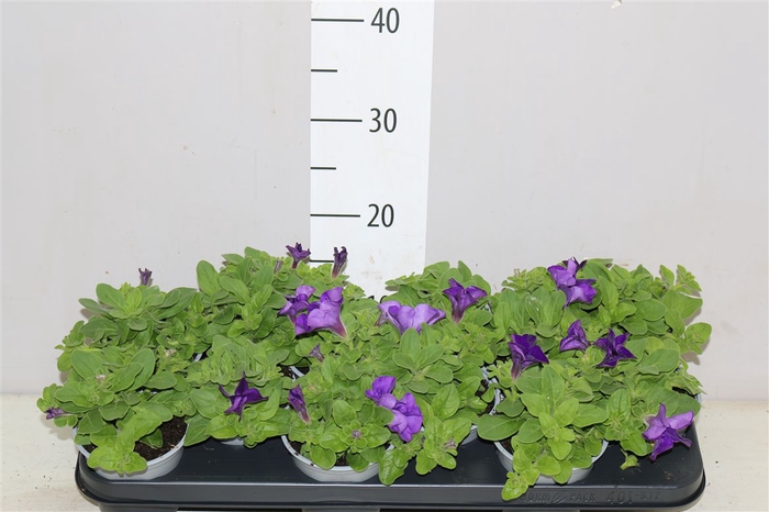 <h4>Petunia Giant Blue</h4>