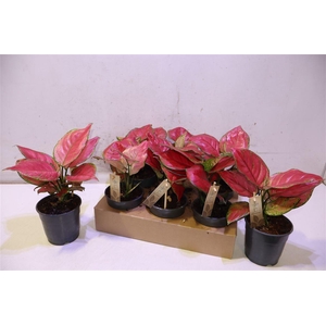 Aglaonema Rood