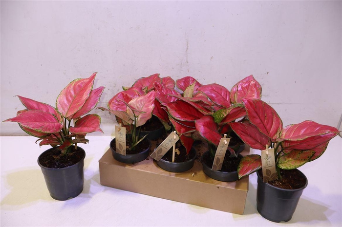 <h4>Aglaonema Rood</h4>