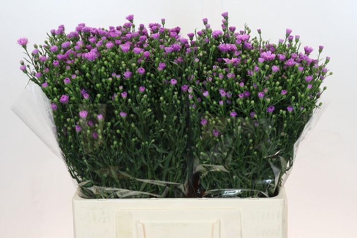 <h4>Aster Casarosa</h4>