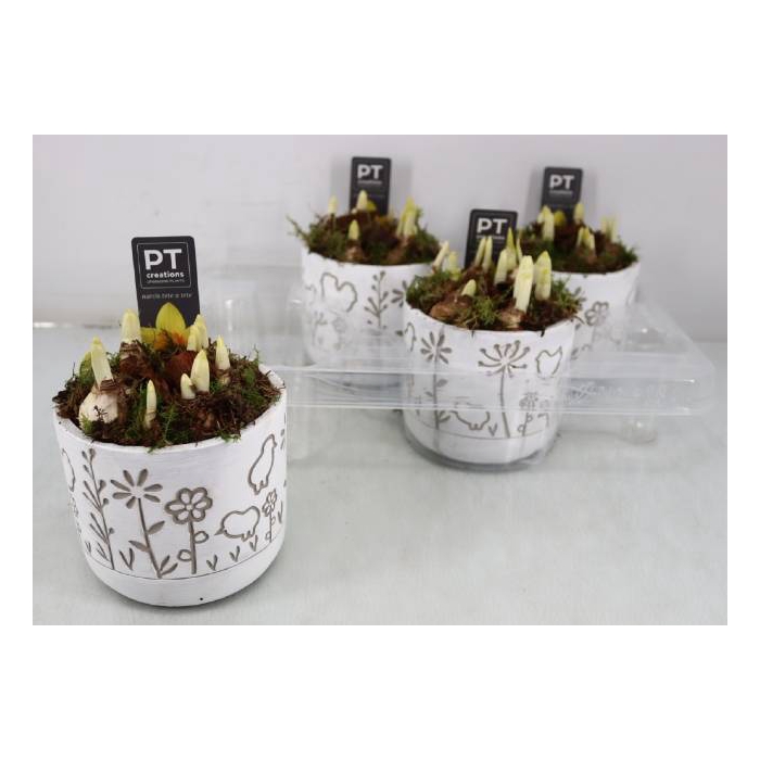 <h4>Narcissus Tete a Tete arr. 13Ø 15cm</h4>