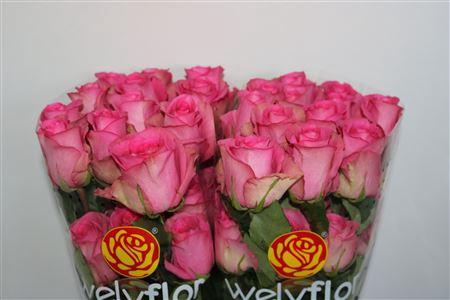 <h4>R GR SMOOTY</h4>