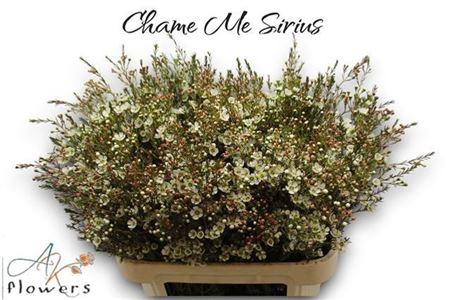 <h4>Chame Me Sirius</h4>