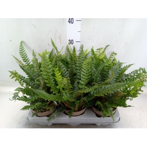 Polystichum tsus-simense