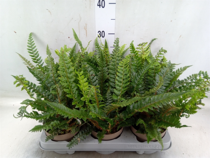 <h4>Polystichum tsus-simense</h4>