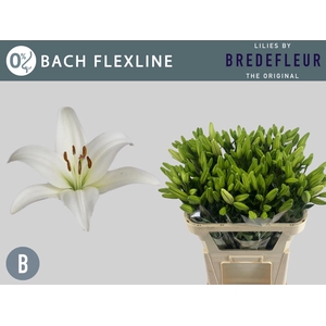 Li La Bach 2+ Flexline Bredefleur