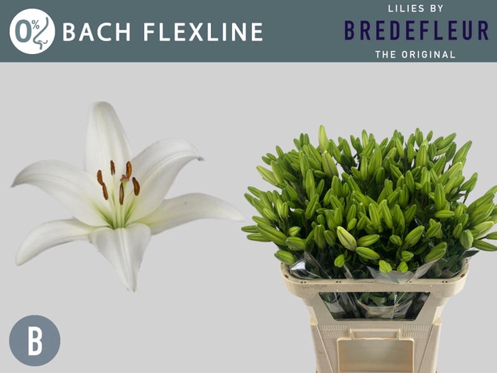 <h4>Li La Bach 2+ Flexline Bredefleur</h4>