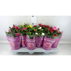 Rosa  'Beau Monde'   ...mix