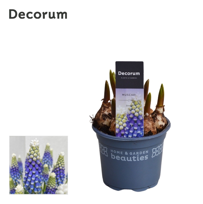 <h4>Muscari Emmy</h4>