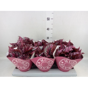 Begonia BD 'MagicColours Lambada'