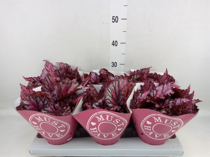 <h4>Begonia BD 'MagicColours Lambada'</h4>