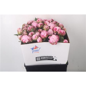 Paeo L Sarah Bernhard Pink Ex