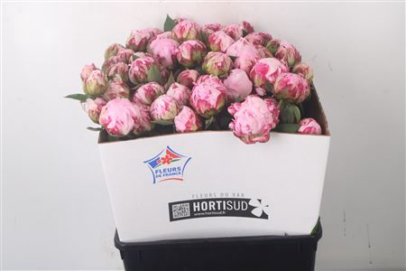 <h4>Paeo L Sarah Bernhard Pink Ex</h4>