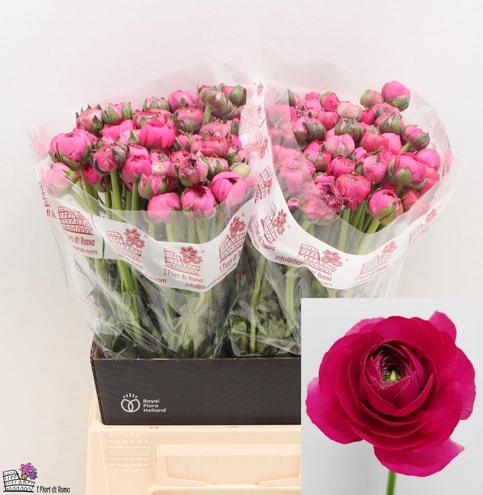 <h4>RAN EL HOT PINK</h4>