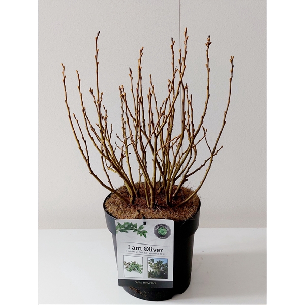 <h4>Salix Helvetica bush p19</h4>