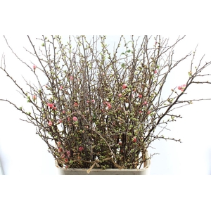 Chaenomeles Superba
