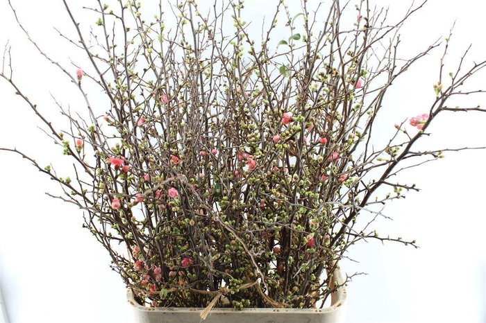 <h4>Chaenomeles Superba</h4>