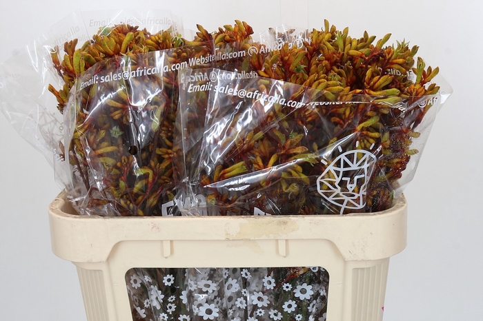 <h4>Anigozanthos Gold Fever</h4>