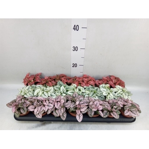 Hypoestes phyllo.   ...mix